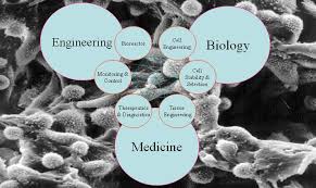 Available in liquid and dry formats, supports the growth of sf9 and sf21 cells. Index Of Ccerc Images