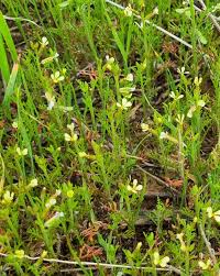 Image result for Carrichtera annua