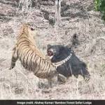 Tadoba Reserve, Tense Face-Off Between