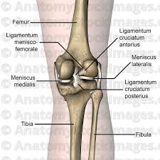 Knee Articulatio Genus Ligamentum Menisco Femorale Medial Lateral Meniscus Ligamentum Cruciatum Posterius Anterius Dors Anatomy Skeleton Muscles Anatomy Images