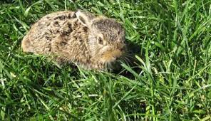 Hasen kommen nicht nur in unsere gärten, um eier zu verstecken. Handaufzucht Feldhasen Tierschutzverein Bunnyhilfe E V Aktive Hilfe Fur Kaninchen In Not