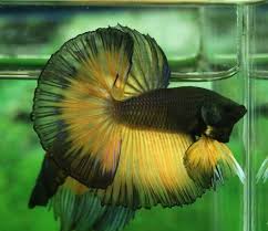 Bettas Betta Siamese Fighting Fish Betta Fish