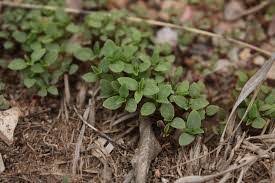 Image result for Celosia trigyna