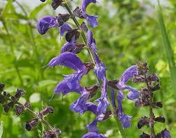 Image result for Salvia