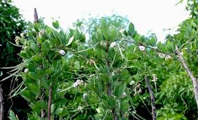 Image result for Centrosema pubescens