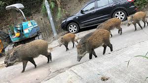 ✓ free for commercial use ✓ high quality images. Wild Boars In Hong Kong Are Disrupting The City Cnn