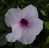 Trumpet vine is not nice. Pink Bower Vine Pandora Vine Jasmine Bee Plants Almost Eden