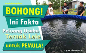 Anda Harus Tahu Fakta Ini Membongkar Tuntas Rahasia Sukses Melejitnya Usaha Ternak Lele Yang Menjanjikan Bagi Pemula Cek Selengkapnya Kolam Fakta Peternakan