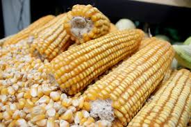 Check spelling or type a new query. Menjaga Mutu Bahan Pakan Ternak Portal Agribisnis Indonesia