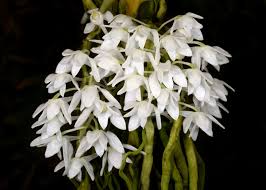 Image result for Brachycorythis friesii