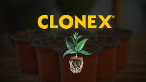 Clonex rooting compound gel 15ml / 100ml / 250ml / 1 pint cloning clone rooting. Clonex Introducing Clonex Rooting Gel And Mist How To Use Guide