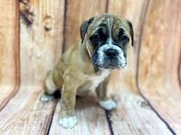 The victorian bulldog is a crossbreed dog that has english bulldogs, bull mastiffs, and other bulldogs as its antecedents. Victorian Bulldog Puppies Petland Chillicothe