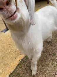 Is it normal for him to have mildly swollen glands?