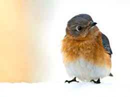 Notice how deep cup is. Baby Eastern Bluebirds And Bluebird Eggs Stephen L Tabone Nature Photography