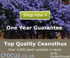 Ceanothus tree with blue flowers uk. Expert Advice On Growing Ceanothus In The Uk