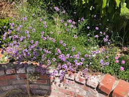 De la mina lilac verbena: Ai6yr On Twitter It Looks Like Verbena Lilacina De La Mina