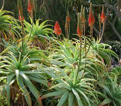 Image result for Aloe dawei