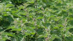 Apr 27, 2021 · stinging nettle (urtica dioica) is a medicinal herb that grows throughout the world. Nettles Borage Seaweed Just The Tonic Your Garden Needs