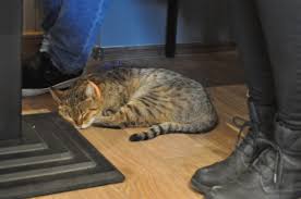 Pisicile pot elimina energia negativă din corp. Prima Cafenea Cu Pisici Din Cluj Un Real Succes La Doar O Zi De La Inaugurare Clujul Cultural