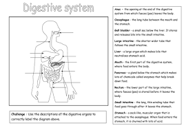 Click the button below to get instant access to these worksheets for use in the classroom or at a home. 34 The Human Digestive System Worksheet Answers Worksheet Project List