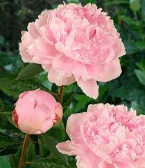 Bathtub to walk in shower conversion : Duft Pfingstrosen Raritaten Mix Top Qualitat Kaufen Baldur Garten