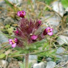 Image result for Loxogramme latifolia