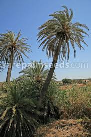 Dates have a long shelf life and may be eaten fresh or dried. Phoenix Theophrasti Cretan Date Palm Buy Seeds At Rarepalmseeds Com