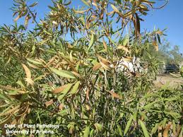 Image result for xylella fastidiosa oleander symptoms