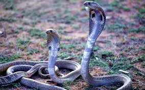 Terdapat aneka ragam jenis ular di indonesia yang tidak berbahaya. Kenali Jenis Ular Berbisa Di Malaysia Serta Tips Berhadapan Dengannya Iluminasi