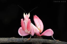 Image result for Heteromorpha stenophylla