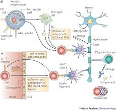Multiple sclerosis (ms) is a chronic disease affecting the central nervous system (the brain and spinal cord).ms occurs when the immune system attacks nerve fibers and myelin sheathing (a fatty substance which surrounds/insulates healthy nerve fibers) in the brain and spinal cord. A Molecular Trio In Relapse And Remission In Multiple Sclerosis Nature Reviews Immunology
