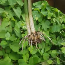 Image result for Amorphophallus abyssinicus