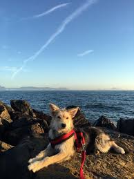 Taco Meticcio Pawshake Cani