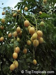 Image result for Clausena lansium