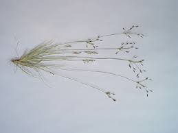 Image result for Fimbristylis