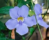 Image result for Thunbergia pynaertii