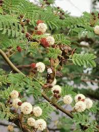 Image result for Acacia kirkii