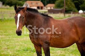 Image result for tbn:tVj6rqcH-AQR9M::www.pregonagropecuario.com.ar/images/caballo_overo.jpg