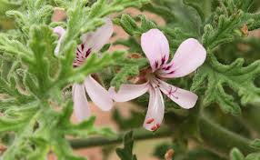Image result for Pelargonium graveolens