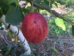 The tree is hardy, vigorous and susceptible to fire blight. Centennial Crab Apple On G 210 Cummins Nursery Fruit Trees Scions And Rootstocks For Apples Pears Cherries Plums Peaches And Nectarines