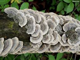 Flowers, plants, trees, fungus by coldstares. Trametes Versicolor The Turkey Tail Mushroomexpert Com