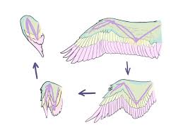 For more anatomy content please follow us and visit our website: How To Draw A Bird 2 Let S Draw The Wings Medibang Paint
