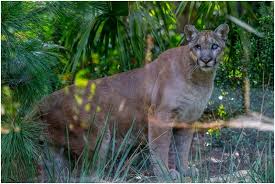 But did you check ebay? What Is The State Animal Of Florida Whatsanswer