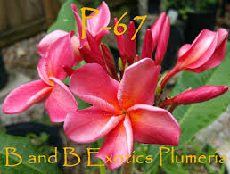 Image result for Plumeria rubra