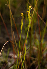 Image result for Platycoryne affinis