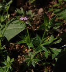 Image result for Triainolepis sancta