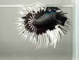 Is This The Coolest Looking Betta Fish Ever Featured Creature Betta Fish Betta Betta Fish Tank