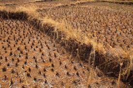 Devastated farmland after drought in India