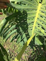 5 out of 5 stars. Real Giant Monstera Deliciosa Philodendron 10 Tall Cutting Ebay