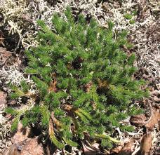 Image result for Selaginella molliceps